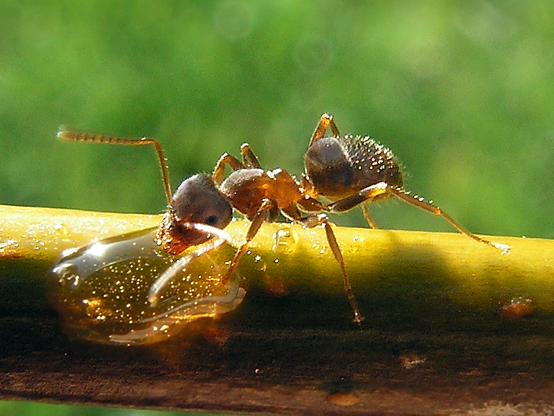 Formiga preta de jardim em uma planta